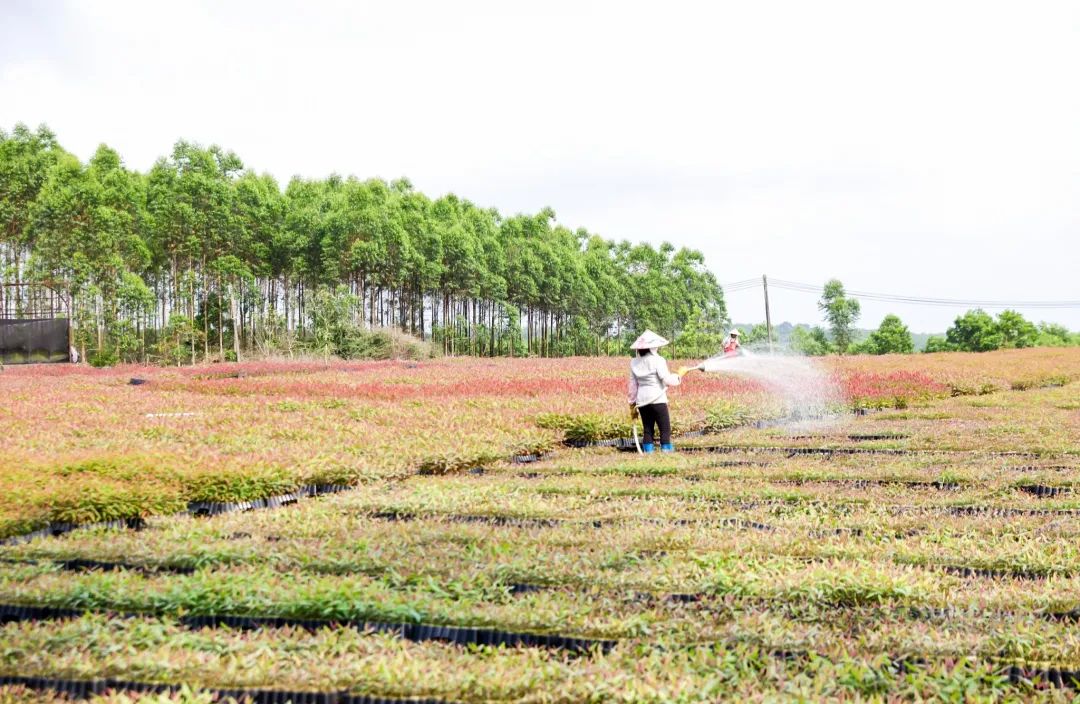 Z6���������й����ٷ���վ